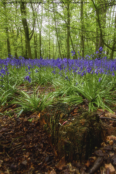  Tree stump and Bluebells Picture Board by Wayne Molyneux