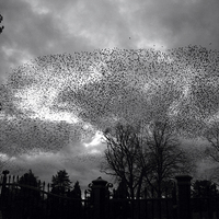 Buy canvas prints of  Starlings over Queens by Wayne Molyneux