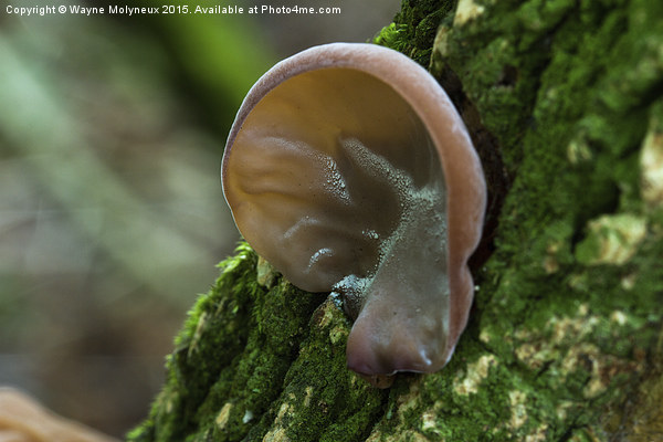 Auricularia auricula-judae Picture Board by Wayne Molyneux