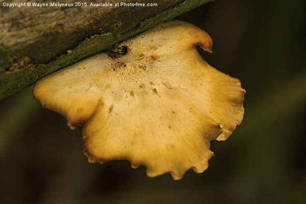  Bracket Fungi Picture Board by Wayne Molyneux