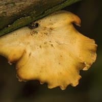Buy canvas prints of  Bracket Fungi by Wayne Molyneux