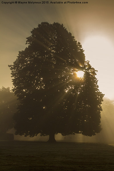  Early mist & Sunburst Picture Board by Wayne Molyneux