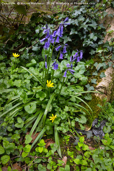 Bluebells , Celandine & Ivy Picture Board by Wayne Molyneux