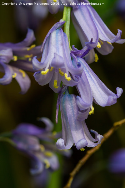 English Bluebell Picture Board by Wayne Molyneux