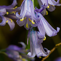 Buy canvas prints of English Bluebell by Wayne Molyneux