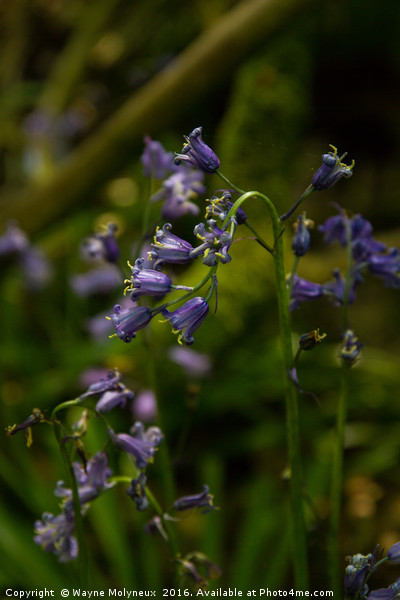 English Bluebell Picture Board by Wayne Molyneux