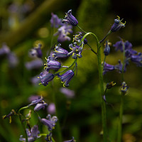 Buy canvas prints of English Bluebell by Wayne Molyneux