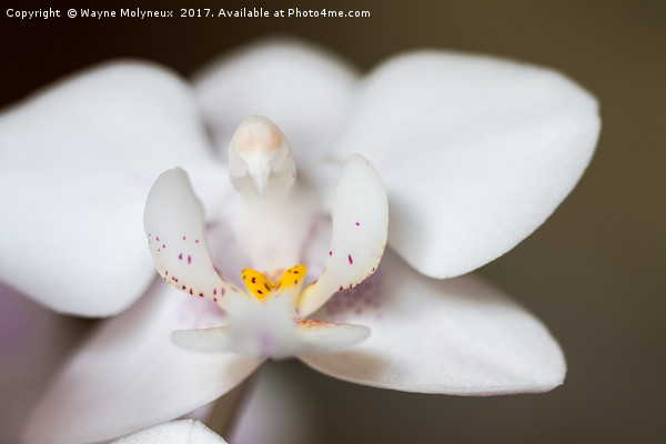 White Moth Orchid Picture Board by Wayne Molyneux
