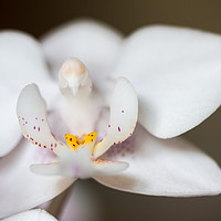 Buy canvas prints of White Moth Orchid by Wayne Molyneux