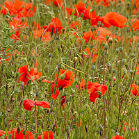 Buy canvas prints of Poppies by Wayne Molyneux