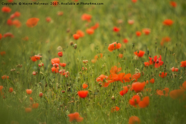 Worcestershire Poppy Field Picture Board by Wayne Molyneux