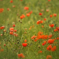 Buy canvas prints of Worcestershire Poppy Field by Wayne Molyneux