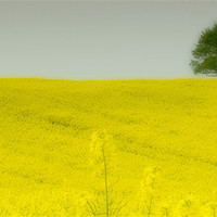 Buy canvas prints of Mellow Yellow by Wayne Molyneux