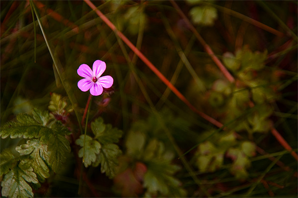 Herb Robert Picture Board by Wayne Molyneux
