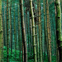 Buy canvas prints of Wood for the Trees by Wayne Molyneux