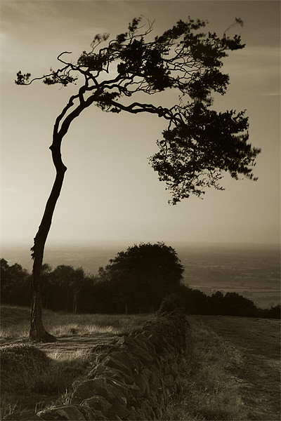 Windswept Tree Picture Board by Wayne Molyneux