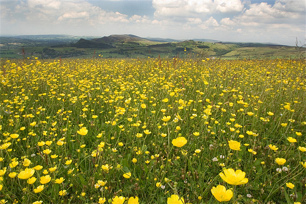Knee Deep in Buttercups Picture Board by Wayne Molyneux