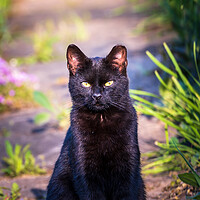 Buy canvas prints of Portrait of a black cat or bombay cat looking or staring while sitting still. Felis silvestris, Felis catus by Arpan Bhatia