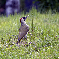 Buy canvas prints of European green female woodpecker bird with long and sharp beak a by Arpan Bhatia