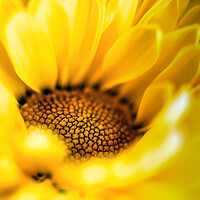 Buy canvas prints of Vibrant yellow daisy sunflower extreme macro close up shot selective focus and gradually going out of focus petals. Beauty in nature background or wallpaper fine art by Arpan Bhatia