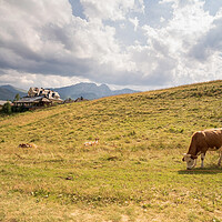 Buy canvas prints of Wide angle view of green meadow countryside field with A shaped house and cows eating grass against sleeping knight tatra mountain aka as giewont and dramatic clouds, Zakopane, Poland, Europe by Arpan Bhatia