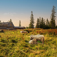 Buy canvas prints of Flock of sheep in spring sunshine grazing, sitting and resting on a green grass against sunset or sunrise. Meadow farm field in countryside concept. by Arpan Bhatia