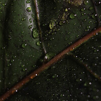 Buy canvas prints of Abstract green background. Macro Croton plant leaf with water drops. Natural backdrop for brand design, selective focus of a leaf detailed shot showing veins by Arpan Bhatia
