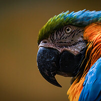 Buy canvas prints of Close up headshot of the blue-and-yellow macaw, also known as the blue-and-gold macaw, is a large South American parrot, scientific name Ara ararauna by Arpan Bhatia