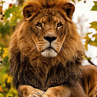 Buy canvas prints of Portrait of a male pride African Lion as the King of Beasts on a fall day or autumn day. by Arpan Bhatia