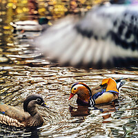 Buy canvas prints of The truly impressive plumage of a male Mandarin duck, seen in a duckpond, with other birds by Arpan Bhatia