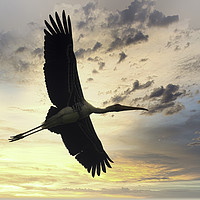 Buy canvas prints of Flying painted stork bird before the dramatic suns by Arpan Bhatia