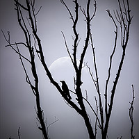 Buy canvas prints of A bird on tree against full moon by Arpan Bhatia