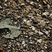 Buy canvas prints of A close up of a torn leaf on a rocky mountain in r by Arpan Bhatia