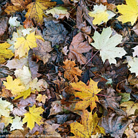 Buy canvas prints of Abstract background leaves pattern ,colorful fallen leaves in fall before winter. by Arpan Bhatia