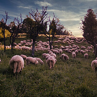 Buy canvas prints of Bielsko Biala, South Poland: Traditional sheep grazing in the open field of Polish Beskid mountain park in the open Silesia Pieniny mountain meadow against dramatic sunset by Arpan Bhatia