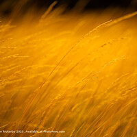 Long grass in London's Richmond Park