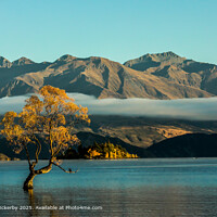 That Wanaka Tree Landscape New Zealand