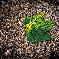 Buy canvas prints of Lonely Fallen Leaf by Adele Loney