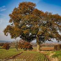 Buy canvas prints of Herefordshire Trees in Autumn by Adele Loney