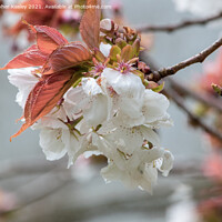Buy canvas prints of spring blossom prunus by Christopher Keeley