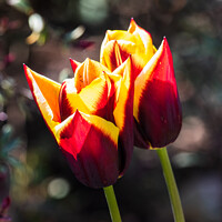 Buy canvas prints of Pretty red tulips by Christopher Keeley