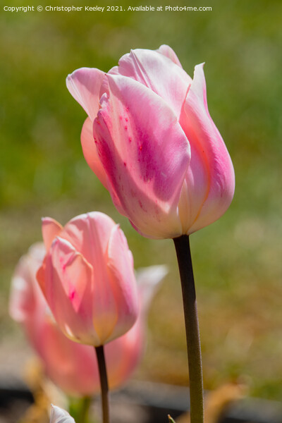 Pink lady tulips Picture Board by Christopher Keeley