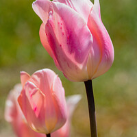 Buy canvas prints of Pink lady tulips by Christopher Keeley
