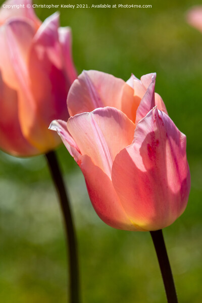 Pink lady tulip Picture Board by Christopher Keeley