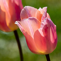 Buy canvas prints of Pink lady tulip by Christopher Keeley