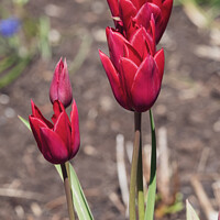 Buy canvas prints of Red tulips by Christopher Keeley