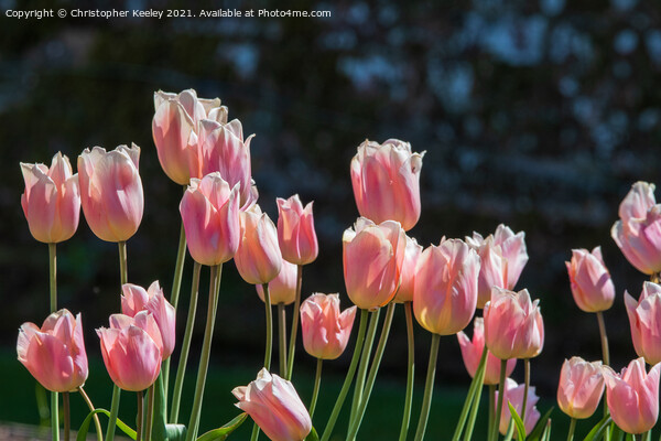 Pink tulips Picture Board by Christopher Keeley