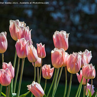 Buy canvas prints of Pink tulips by Christopher Keeley