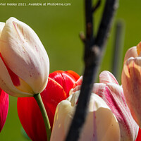 Buy canvas prints of Pretty pink tulips by Christopher Keeley
