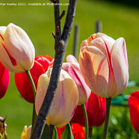 Buy canvas prints of Beautiful pink tulips by Christopher Keeley